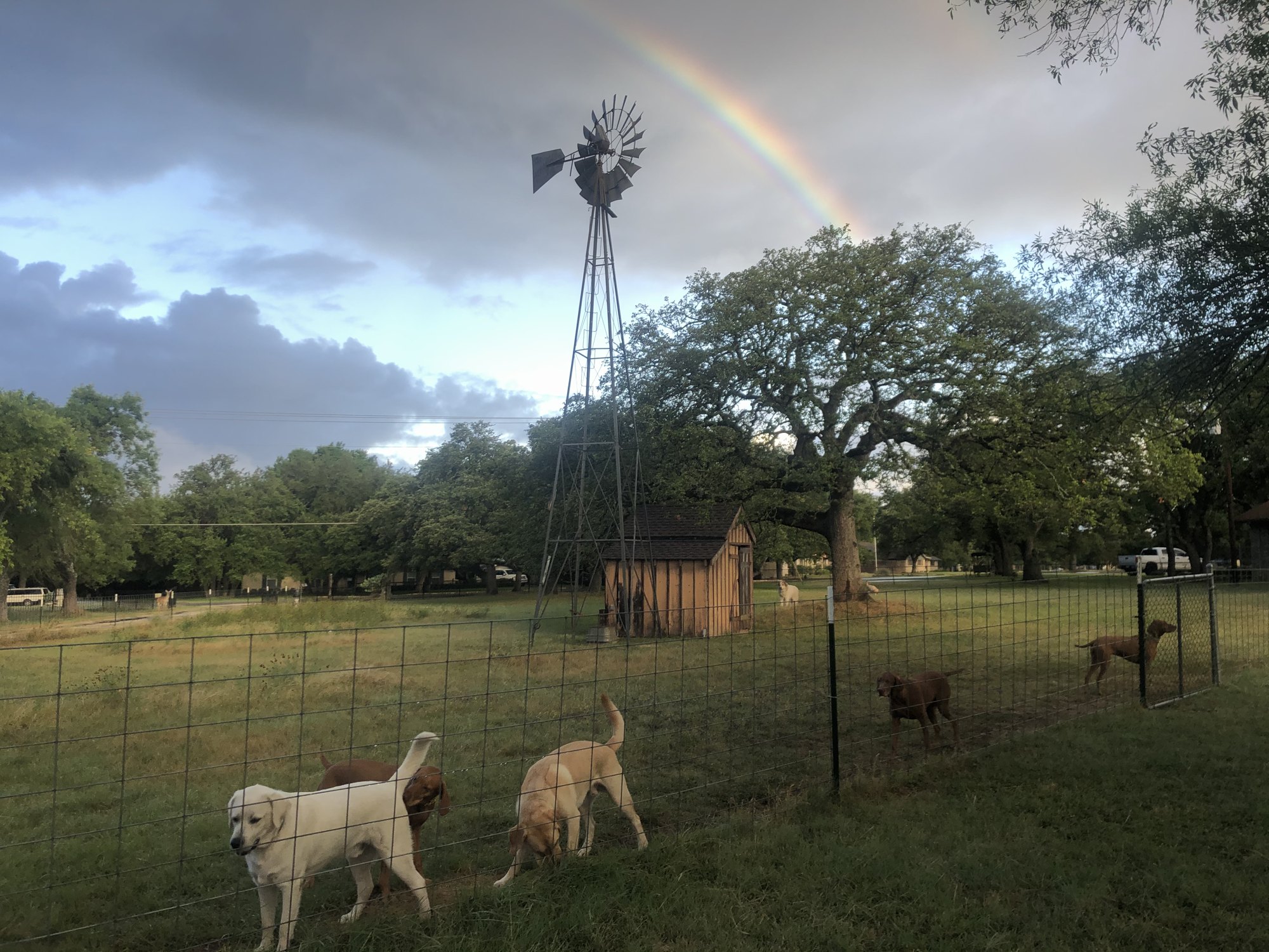 Dogs in the fenced yard at Canine Ranch and Retreat in Round Rock, with a windmill, a shed, a large oak, and a rainbow after the rain.